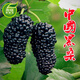 桑樹苗果桑樹苗無籽大十桑葚苗地栽盆果樹苗南方北方種植當(dāng)年結(jié)果 黑桑葚 8年豐產(chǎn)壯苗(果實(shí)爆滿枝頭)
