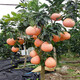藍(lán)馨花苑嫁接柚子樹(shù)苗南方北方種植盆栽地栽陽(yáng)臺(tái)庭院果樹(shù)苗柚子苗當(dāng)年結(jié)果 三紅蜜柚 6 年壯苗(多分叉，結(jié)果多)
