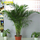 大型植物客廳室內盆栽綠植花卉盆景植物散尾葵江浙滬 50厘米高 不含盆