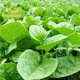 鳳鳴雅世蔬菜種子西洋菜種子綠葉菜類(lèi)組合 日本冰菜種子京水菜木耳菜  木耳菜種子10克