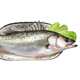 沈志雄東山島澳角村海鮮海釣七星鱸魚2條袋裝 共2.8-3.4斤幫忙去肚后發(fā)