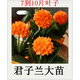 亞招 精品盆栽綠植室內圓頭和尚君子蘭苗 觀(guān)葉植物5年苗桌面辦公桌 7-10片葉紅太陽(yáng) 不含盆