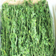 秀恩寵物牧草 苜蓿草 提摩西草 兔草兔糧 豚鼠糧 龍貓?zhí)崮ξ?含箱重 苜蓿草箱裝1公斤