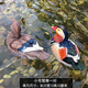 鴻日光輝 庭院裝飾戶(hù)外假山水池塘水景魚(yú)池裝飾造景浮水仿真動(dòng)物天鵝擺件 小號鴛鴦一對