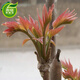 香椿苗 香椿樹(shù)苗 當年可食用 紅芽香椿 紅油香椿樹(shù)苗 可盆栽/地栽 紅油香椿 4年苗