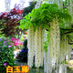 多花紫藤花苗樹(shù)苗爬藤屋頂盆栽花園圍墻庭院攀援植物可食用紫藤蘿 白玉藤 不含盆