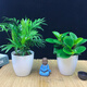 綠蘿發(fā)財(cái)樹(shù)辦公室盆栽文竹水培植物盆栽花卉室內(nèi)盆景綠植吊蘭海棠 椰子+碧玉【套餐】 含盆