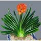 亞招 精品盆栽綠植室內(nèi)圓頭和尚君子蘭苗 觀葉植物5年苗桌面辦公桌 13-14片葉顏色備注 不含盆
