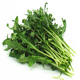 威廉農(nóng)場(chǎng)芝麻菜 新鮮蔬菜 新鮮 西餐料理 Arugula 500g 500g