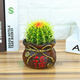 綠絲絳仙人球多肉植物金琥開(kāi)花室內陽(yáng)臺辦公室桌面四季耐旱盆栽 金琥福袋組合套裝