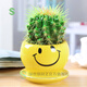 綠絲絳仙人球多肉植物金琥開(kāi)花室內陽(yáng)臺辦公室桌面四季耐旱盆栽 金琥微笑組合套裝