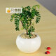 花喜鵲小盆清香木 中型植物盆栽花卉 淡香 清香木