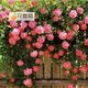 花喜鵲  陽(yáng)臺庭院花卉盆栽 多花薔薇苗 玫瑰當年開(kāi)花爬墻藤蔓綠植物 奧賽娜