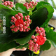 家中有果長(cháng)壽花重瓣花卉盆栽四季觀(guān)花植物 四季開(kāi)花盆栽帶花苞發(fā)貨 橘紅色菊戀帶花苞 不含盆