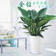 大金鉆大葉紅鉆寶石 大盆栽 美觀(guān)好養綠植盆栽室內大型花卉 金鉆一盆3顆25-30厘米高 不含盆