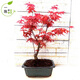 陳新杭日本紅楓盆景 紅舞姬 嫁接盆景微型樹(shù)樁 盆栽植物室內四季樹(shù)苗 40到50厘米小苗【2棵起拍】 其他尺寸