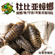 rep-shopRepShop 杜比亞守宮鬃獅飼料龍魚(yú)活餌高蛋白營(yíng)養超蟋蟀櫻桃可繁殖 2.0-2.5CM（100只）買(mǎi)3送1
