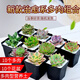 家中有果 多肉植物組合 盆栽肉肉組盆綠植 含盆含土發(fā)貨新手種植 多肉套餐A【10株多肉+10個(gè)黑盆營(yíng) 含盆
