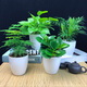 綠蘿發(fā)財樹(shù)辦公室盆栽文竹水培植物盆栽花卉室內盆景綠植吊蘭海棠 碧玉+文竹+綠蘿+椰子【套餐】 含盆