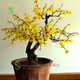 綠絲絳 迎春花綠植盆栽 耐寒花卉 年宵花卉盆景 客廳陽(yáng)臺(tái)綠植盆栽 帶花苞發(fā)貨 迎春花5年盆景樁帶分支造型