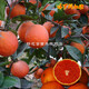 綠先楓橙子樹(shù)苗  嫁接苗南方種植地栽當年結果  嫁接血橙樹(shù)苗 塔羅科血橙 4年苗當年結果