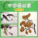 中國畫(huà)啟蒙：蔬果魚(yú)蝦篇