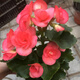 麗格海棠玫瑰海棠花盆栽帶花發(fā)貨客廳陽(yáng)臺(tái)花卉盆栽植物四季開(kāi)花 西瓜粉色 不含盆