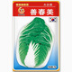 鳳鳴雅世大白菜種子耐熱夏秋季白菜種籽將軍大白菜種孑種早熟速生夏陽(yáng)秋季 韓國善春美大白菜種子 10克1袋約2000多粒