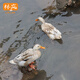 林嵐3年老鴨 麻鴨散養(yǎng)土鴨/只  老鴨子土鴨散養(yǎng)水鴨新鮮老鴨食材 3年老鴨1只【凈重2.5斤左右】