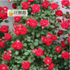 花喜鵲  陽(yáng)臺庭院花卉盆栽 多花薔薇苗 玫瑰當年開(kāi)花爬墻藤蔓綠植物 葡萄酒