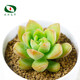 沃繡 多肉植物 多肉盆栽  懶人植物 黃麗冠幅約3-4cm