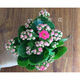 家中有果長(cháng)壽花重瓣花卉盆栽四季觀(guān)花植物 四季開(kāi)花盆栽帶花苞發(fā)貨 重瓣粉色帶花苞 含盆帶盆栽好