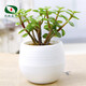 沃繡 多肉植物 多肉盆栽  懶人植物 金枝玉葉高約6-8cm2株