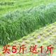元冬養(yǎng)殖牧草多年生草種子黑麥草紫花苜蓿早熟禾耐寒南北方牧草籽易活 冬牧70黑麥草種子500g