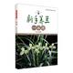 新手養(yǎng)蘭一本通
