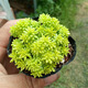 多肉植物含盆帶土套裝超萌多肉新手好養(yǎng)懶人植物辦公室內(nèi)盆栽綠植 萬年草 含盆
