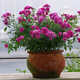 御春閣 盆栽花卉 歐月微月微型月季 月季花苗 盆栽陽(yáng)臺庭院花卉不含盆