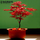 元冬四季紅葉楓樹(shù)觀(guān)賞盆景植物樹(shù)種子 日本紅50粒