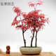 元冬四季紅葉楓樹(shù)觀(guān)賞盆景植物樹(shù)種子 雞爪槭50粒