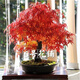 元冬四季紅葉楓樹(shù)觀(guān)賞盆景植物樹(shù)種子 日本紅楓50粒
