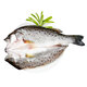 海鮮頌 三去海鱸魚(yú)冷凍生鮮魚(yú)類(lèi) 開(kāi)背鱸魚(yú) 國產(chǎn)海魚(yú) 海鮮水產(chǎn) 清蒸 燒烤 1kg(500g 2條）