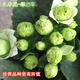 家中有果長(cháng)壽花重瓣花卉盆栽四季觀(guān)花植物 四季開(kāi)花盆栽帶花苞發(fā)貨 綠巴黎帶花苞 不含盆