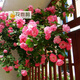 花喜鵲  陽(yáng)臺庭院花卉盆栽 多花薔薇苗 玫瑰當年開(kāi)花爬墻藤蔓綠植物 安吉拉
