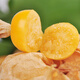 壽禾 東北姑娘果燈籠果種子洋菇娘黃金莓盆栽蔬菜陽(yáng)臺盆栽秋冬季種籽 洋姑娘種子100粒紅菇娘種子200粒