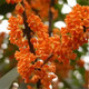 亞招 桂花苗 嫁接桂花樹(shù)苗 桂花盆栽 地栽苗 沉香桂 3年苗