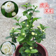 虎頭茉莉花苗 茉莉花盆栽 庭院陽臺茉莉大花 重瓣植物花卉 3年苗帶花發(fā)貨 不含盆