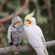 玄鳳鸚鵡活體鳥活物虎皮鸚鵡說話鳥幼鳥手養(yǎng)鳥雛鳥活體寵物 自選 2只（顏色和公母請聯(lián)系客服備注）