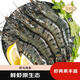 338北海當(dāng)?shù)仵r凍黑虎蝦凈重2斤大號(hào)活凍老虎海新鮮蝦類斑節(jié)海鮮燒烤 30-40只 1kg(凈重)  甄選大號(hào)蝦