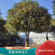 沁茗毓桂花樹(shù)苗四季桂大樹(shù)花卉原生丹桂金桂地栽盆栽庭院別墅花香濃郁 金桂 《商家推薦》4公分粗-高1.4米
