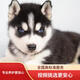 寧寵 哈士奇幼犬活體寵物狗狗小狗幼犬活體二哈小狗崽活物雪橇犬 混血級 公